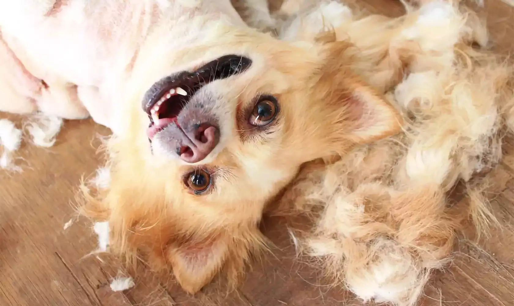 The Importance of Dog Hair Trimming: A Pet Expert's Perspective