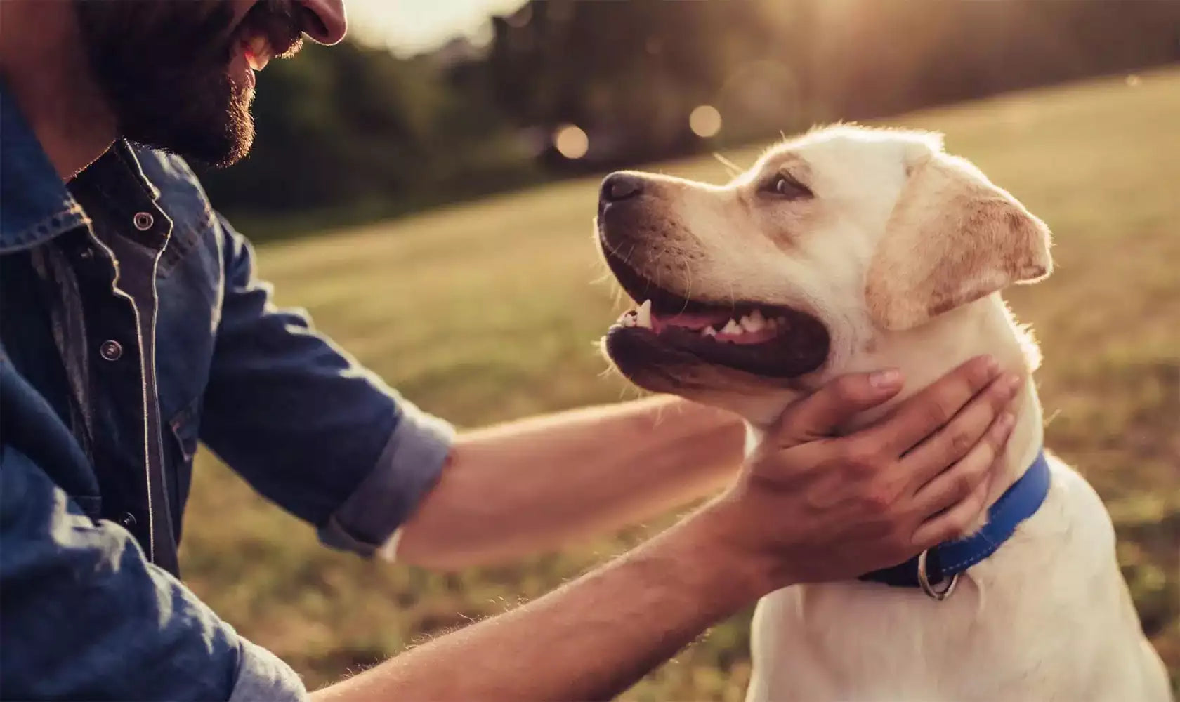 10 TIPS FOR HOME DOG GROOMING: KEEPING YOUR DOG HAPPY AND HEALTHY