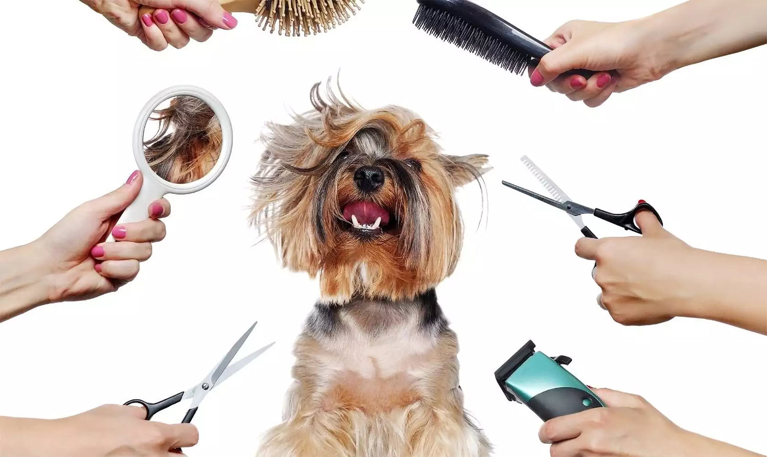 The Ultimate Guide To Dog Grooming At Home
