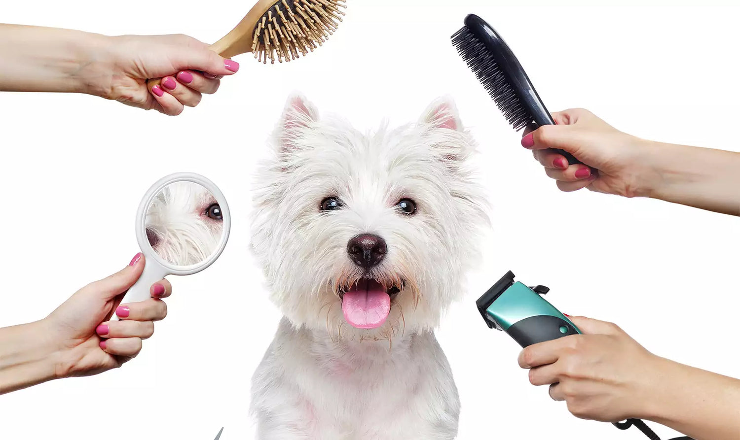 The Benefits Of Pet Grooming: Why It Matters For Your Furry Friend