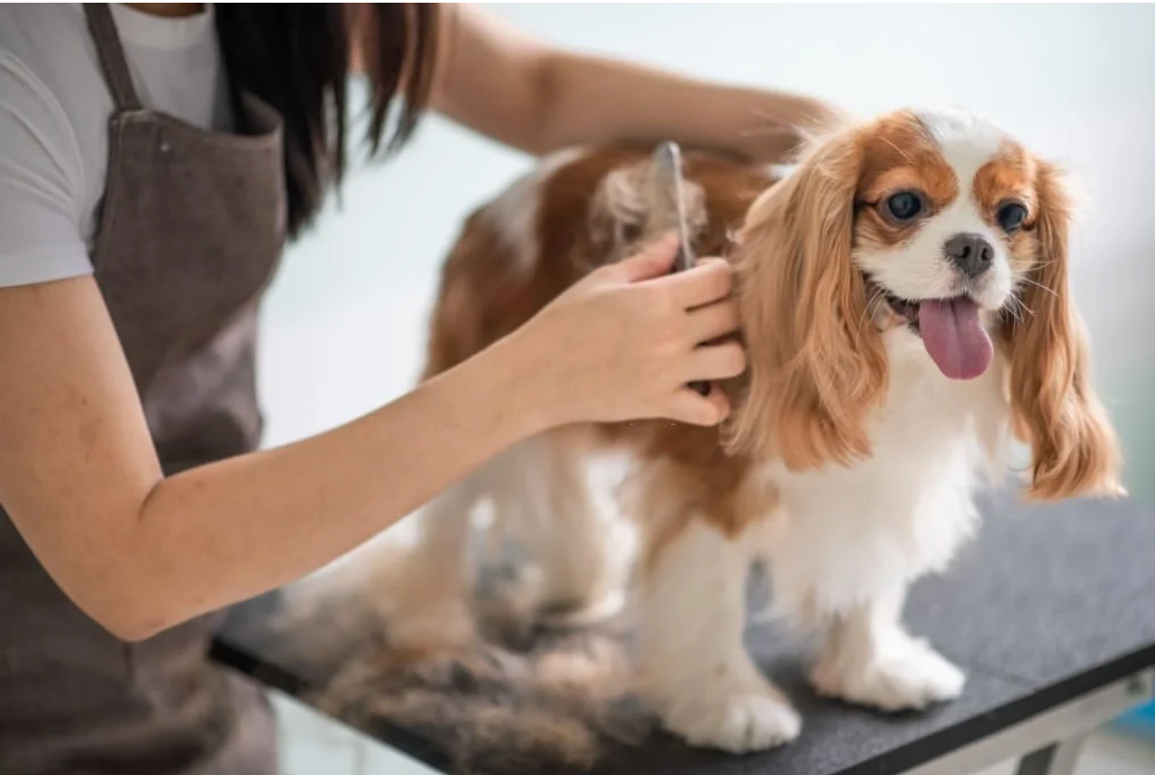 7 Expert Tips on Grooming Your Dog's Coat at Home