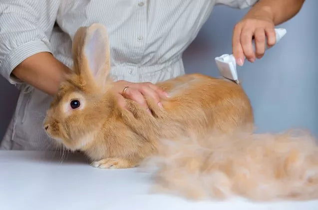 The Ultimate Guide To Grooming Long-Haired Rabbits